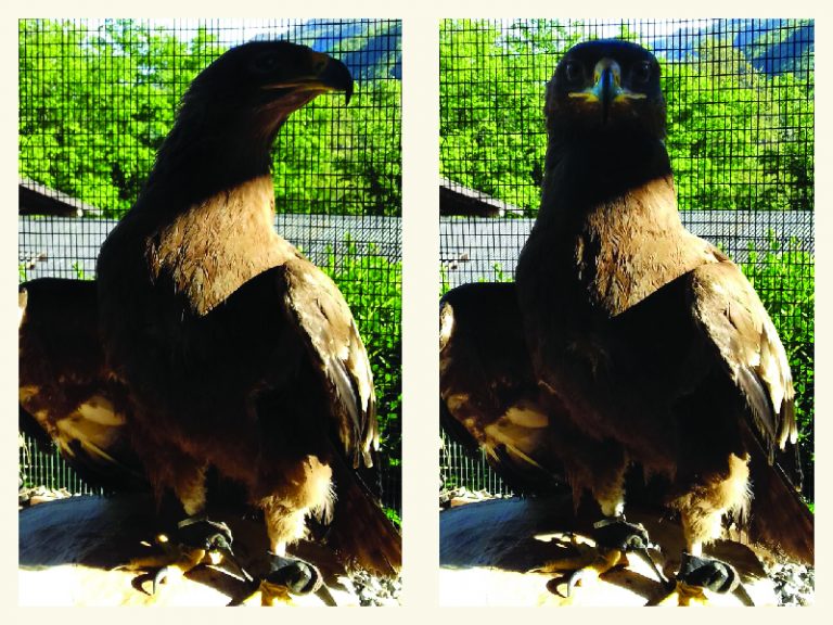 Aquila delle steppe