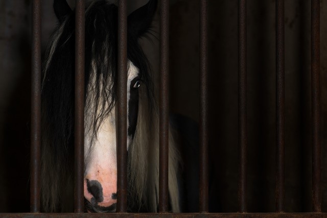 Hoarison - cavallo