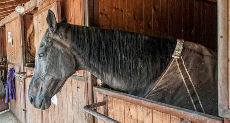 Allevamento di cavalli a Bergamo