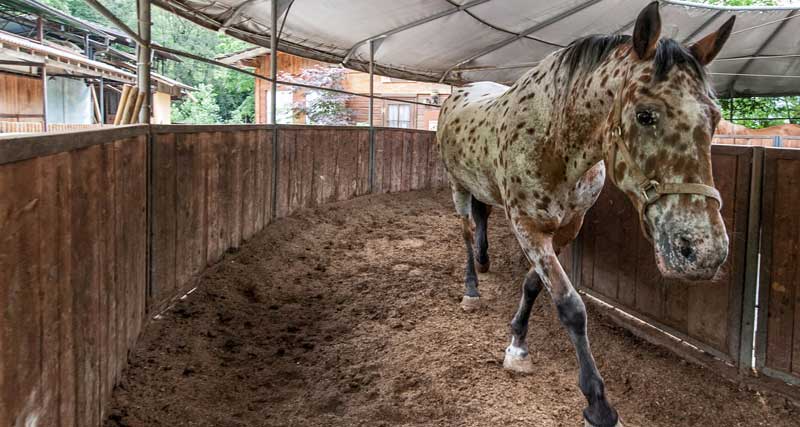 Allevamento di cavalli a Bergamo