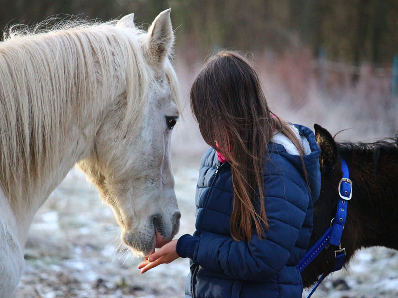 Le Vacanze Di Natale Dei Tuoi Bambini Al Campo Invernale Nella Natura Scuderia Della Valle