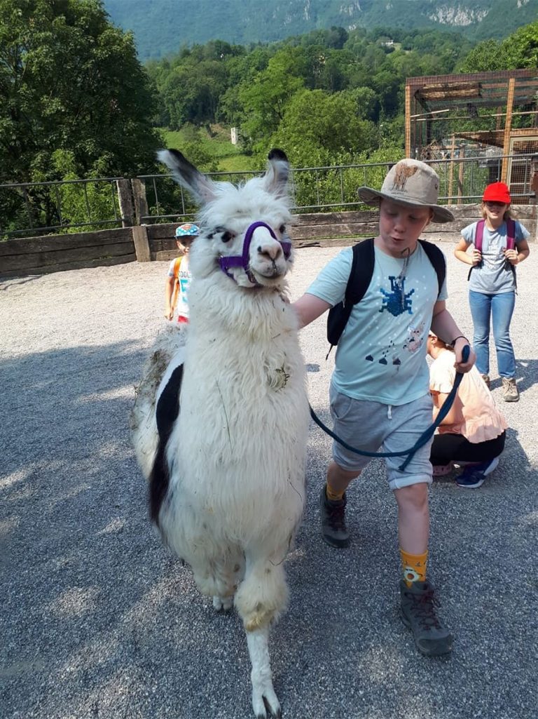 Campo estivo Bergamo - trekking con i lama -1