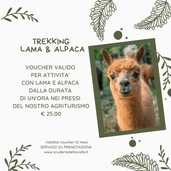 Trekking con lama e alpaca dalla durata di un'ora