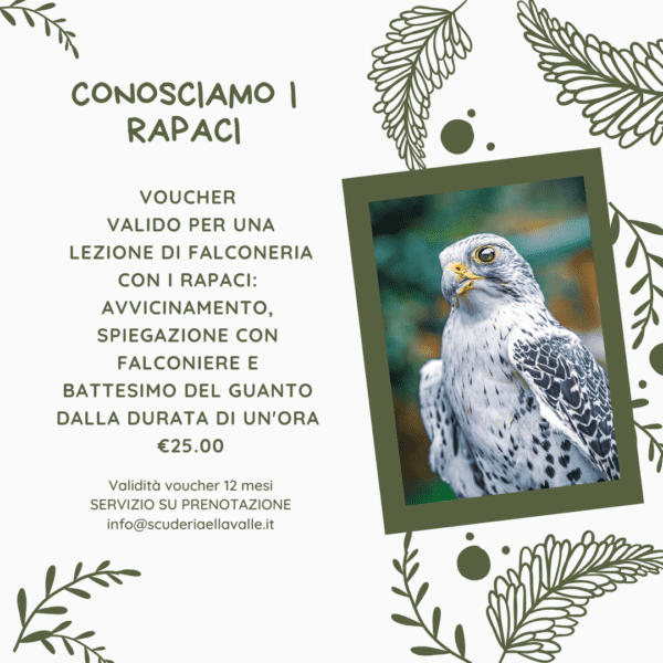 Falconeria con Rapaci Notturni e Diurni