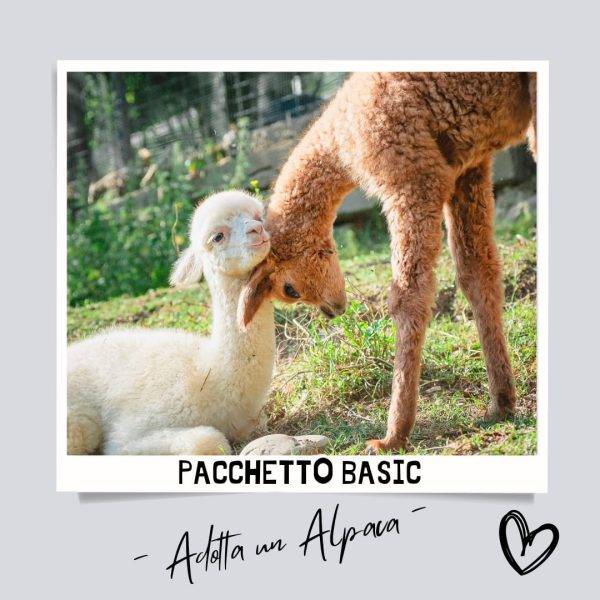 Adotta un Alpaca - Pacchetto Basic