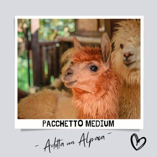 Adotta un Alpaca - Pacchetto Medium