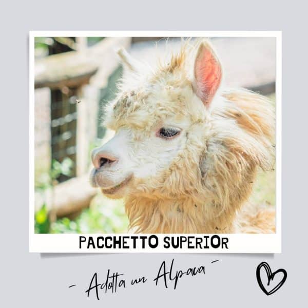 Adotta un Alpaca - Pacchetto superior