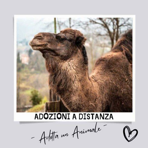 Adozion e a distanza scuderia