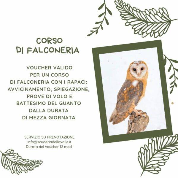 Corso di falconeria da mezza giornata