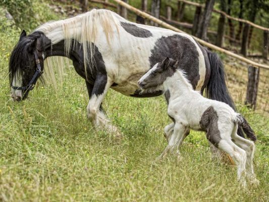 Cavalli in agriturismo a Bergamo