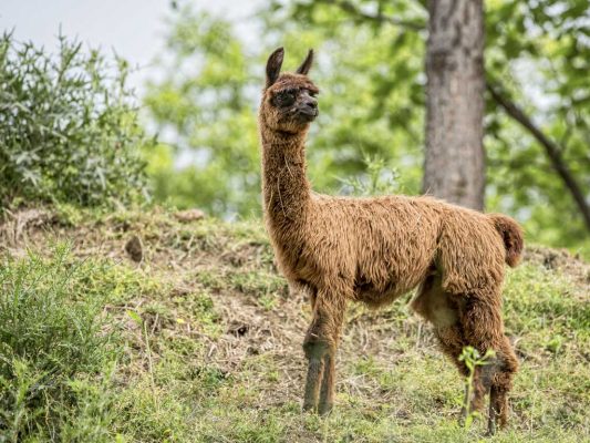 Lama e alpaca in agriturismo a Bergamo