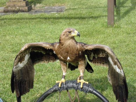 allevamento di aquila delle steppe