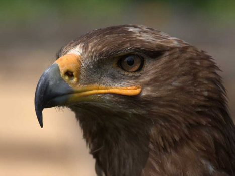 allevamento di aquila delle steppe