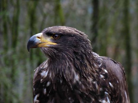allevamento di aquila delle steppe